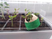 Distanční vzdělávání - co jsme dělali