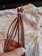 Distanční vzdělávání - co jsme dělali