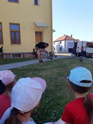 Letové ukázky dravců a sov