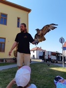 Letové ukázky dravců a sov