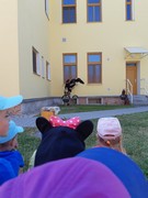 Letové ukázky dravců a sov