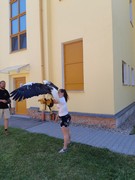 Letové ukázky dravců a sov