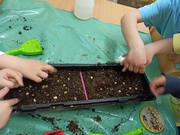 Microgreens_ve_skolce