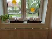 Microgreens_ve_skolce