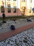 Musherka_a_sibirsti_psi_husky_ve_skolce