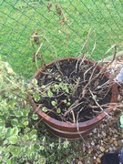 Naše zahrádka na podzim