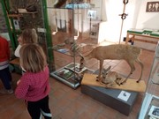 Dopolední výlet do Dobrovic - Stromy jako domy