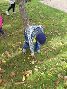 Sklízíme jablka ne školní zahrádce