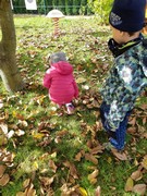 Sklízíme jablka ne školní zahrádce