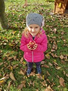 Sklízíme jablka ne školní zahrádce