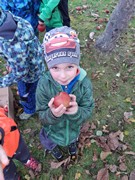 Sklízíme jablka ne školní zahrádce