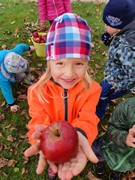 Sklízíme jablka ne školní zahrádce