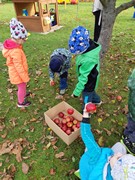 Sklízíme jablka ne školní zahrádce