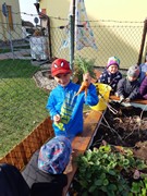 Sklízíme úrodu ze školní zahrádky