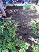 Sklízíme úrodu ze školní zahrádky