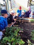 Sklízíme úrodu ze školní zahrádky