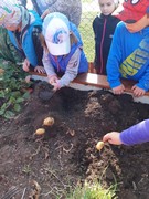 Sklízíme úrodu ze školní zahrádky