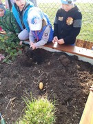 Sklízíme úrodu ze školní zahrádky