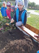 Sklízíme úrodu ze školní zahrádky