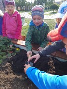 Sklízíme úrodu ze školní zahrádky