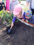 Sklízíme úrodu ze školní zahrádky