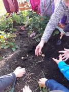 Sklízíme úrodu ze školní zahrádky