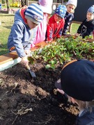 Sklízíme úrodu ze školní zahrádky