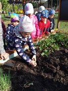 Sklízíme úrodu ze školní zahrádky