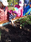 Sklízíme úrodu ze školní zahrádky