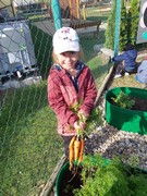 Sklízíme úrodu ze školní zahrádky