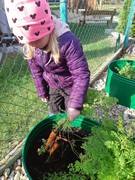 Sklízíme úrodu ze školní zahrádky