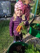 Sklízíme úrodu ze školní zahrádky