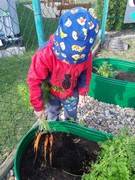 Sklízíme úrodu ze školní zahrádky