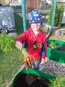 Sklízíme úrodu ze školní zahrádky