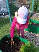 Sklízíme úrodu ze školní zahrádky