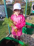 Sklízíme úrodu ze školní zahrádky