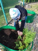 Sklízíme úrodu ze školní zahrádky