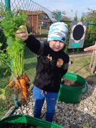 Sklízíme úrodu ze školní zahrádky