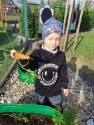 Sklízíme úrodu ze školní zahrádky