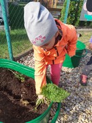 Sklízíme úrodu ze školní zahrádky