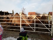 Vánoční výlet za zvířátky do ZOO Čelákovice
