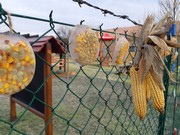 	Ledové ozdoby pro ptáčky	