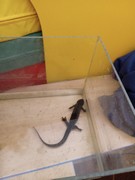 	Muzeum přírody Český ráj - obojživelníci	