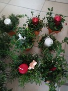 Věncovaní ve školce