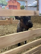 	Výlet do Lysé nad Labem - Výstaviště	