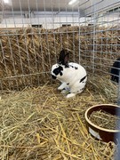 	Výlet do Lysé nad Labem - Výstaviště	