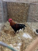 	Výlet do Lysé nad Labem - Výstaviště	