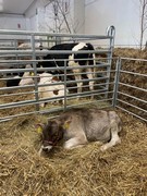 	Výlet do Lysé nad Labem - Výstaviště	