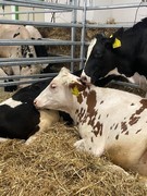 	Výlet do Lysé nad Labem - Výstaviště	