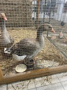 	Výlet do Lysé nad Labem - Výstaviště	